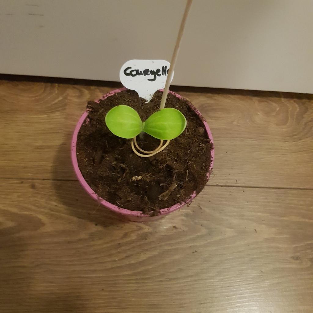 Kraampje in de voortuin met diverse Moestuin plantjes, Tuin en Terras, Planten | Tuinplanten, Ophalen, Volle zon, Groenteplanten