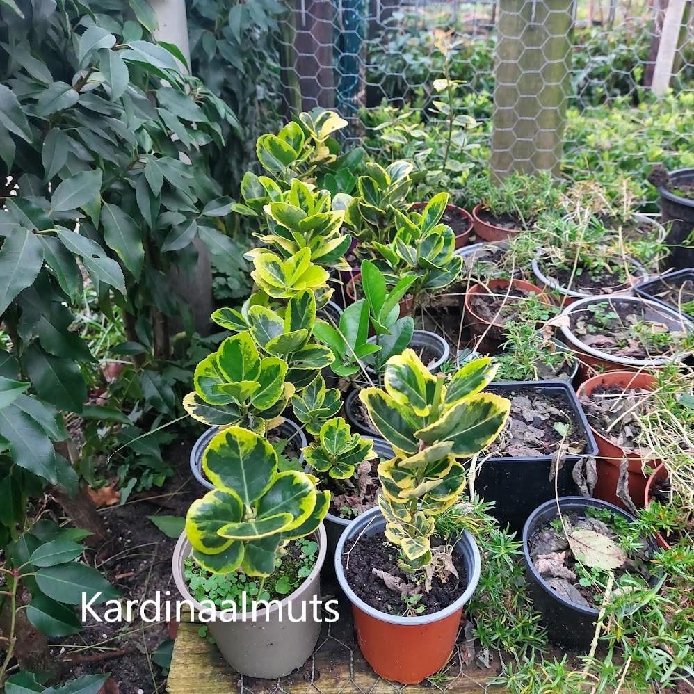 Kardinaalmuts, Ophalen, Overige soorten, Struik, Minder dan 100 cm