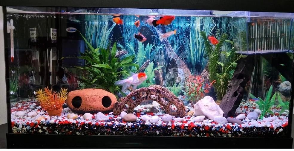 Aquarium, Dieren en Toebehoren, Vissen | Aquaria en Toebehoren, Ophalen, Gebruikt, Leeg aquarium, Aquael