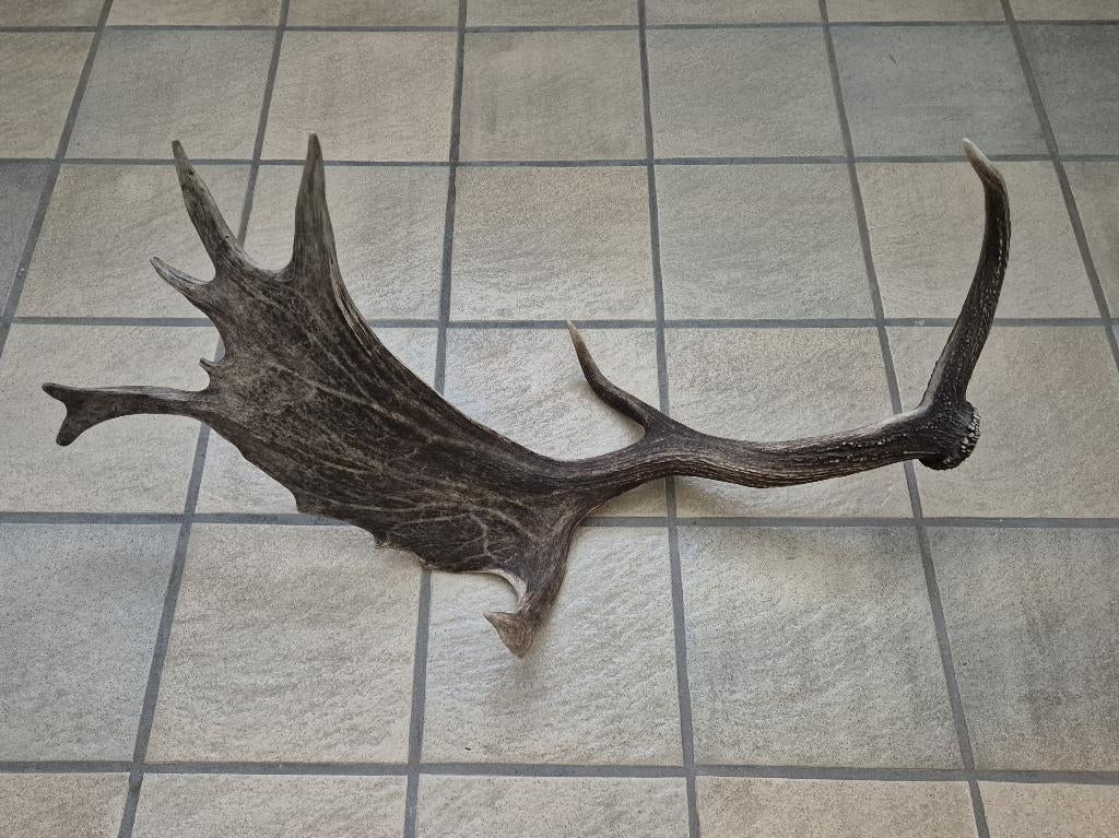 Prachtig groot donker damhert gewei 68 cm lang, Ophalen of Verzenden, Zo goed als nieuw, Hert, Gewei of Kop