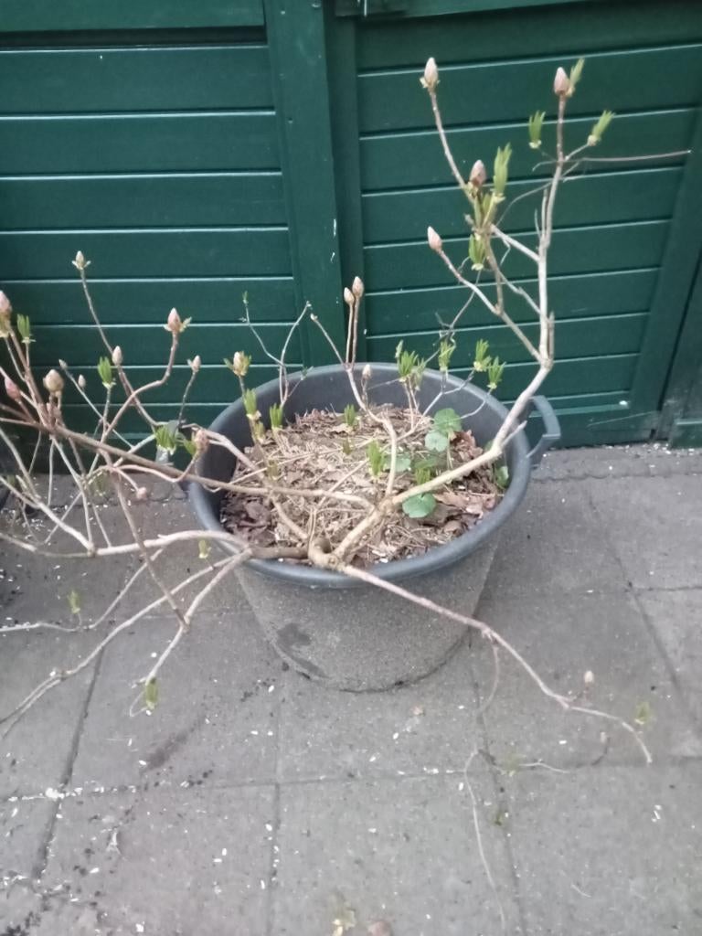 RHODODENDRON ORANJE  IN POT, Ophalen, Rhododendron, Struik, Minder dan 100 cm