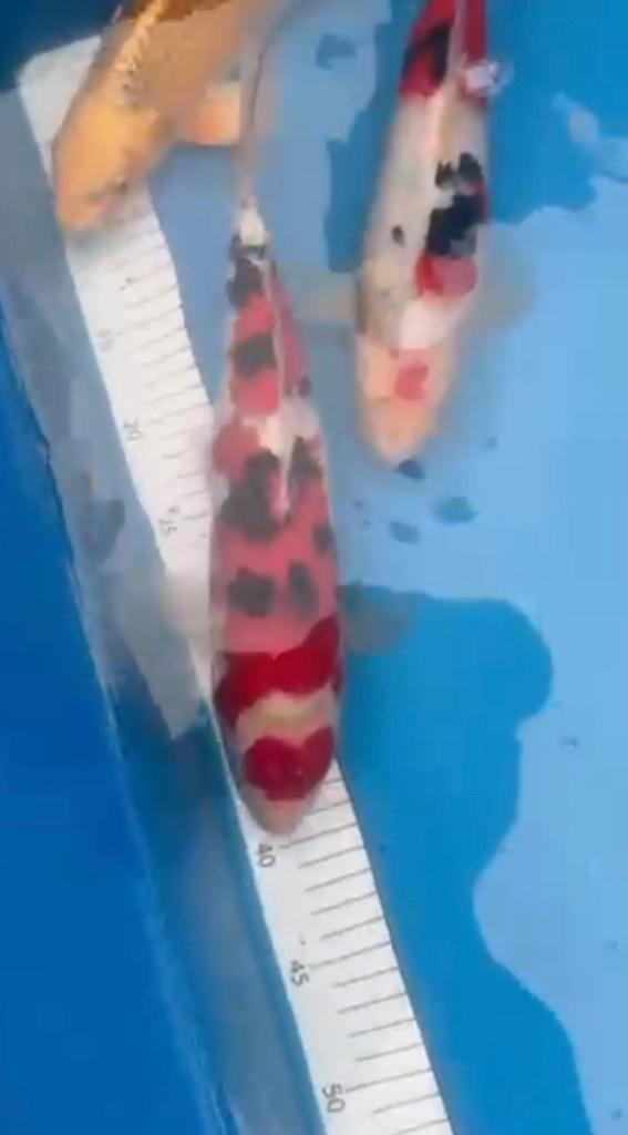 Diverse Japanse jumbo tosai koi karper te koop., Dieren en Toebehoren, Vissen | Vijvervissen, Karper of Koi