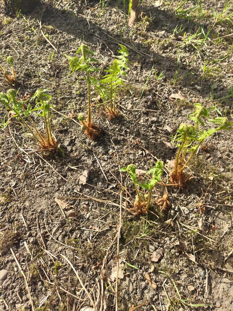 Varens, Tuin en Terras, Ophalen, Bloeit niet, Varens, Halfschaduw