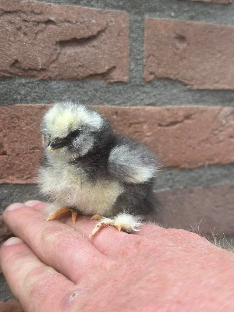 USA zijdehoen hennetjes 3 weken oud, Dieren en Toebehoren, Pluimvee, Vrouwelijk, Kip