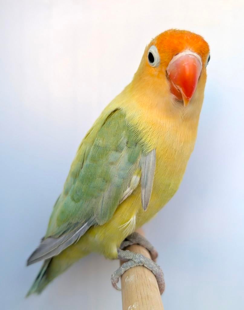 Pracht koppel opaline dilute turquoise Fischeri 's, Meerdere dieren, Dwergpapegaai of Agapornis