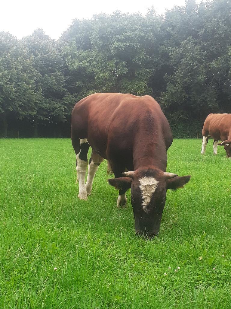 Brandrode dekstier te huur., Meerdere dieren