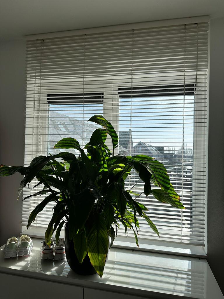 Witte houten jaloezie 175 x 157, Ophalen, Wit, 150 tot 200 cm, Zo goed als nieuw