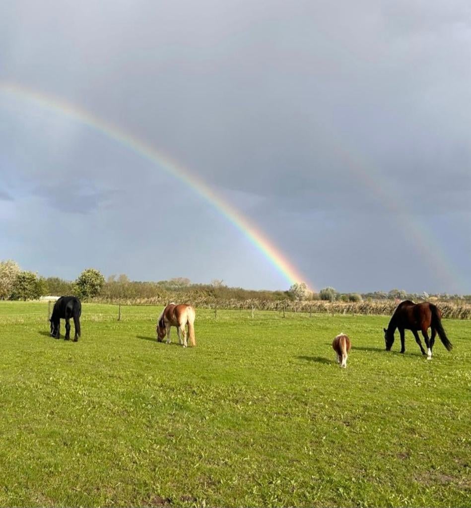 Kleinschalige Pensionstalling, Weidegang, 1 paard of pony
