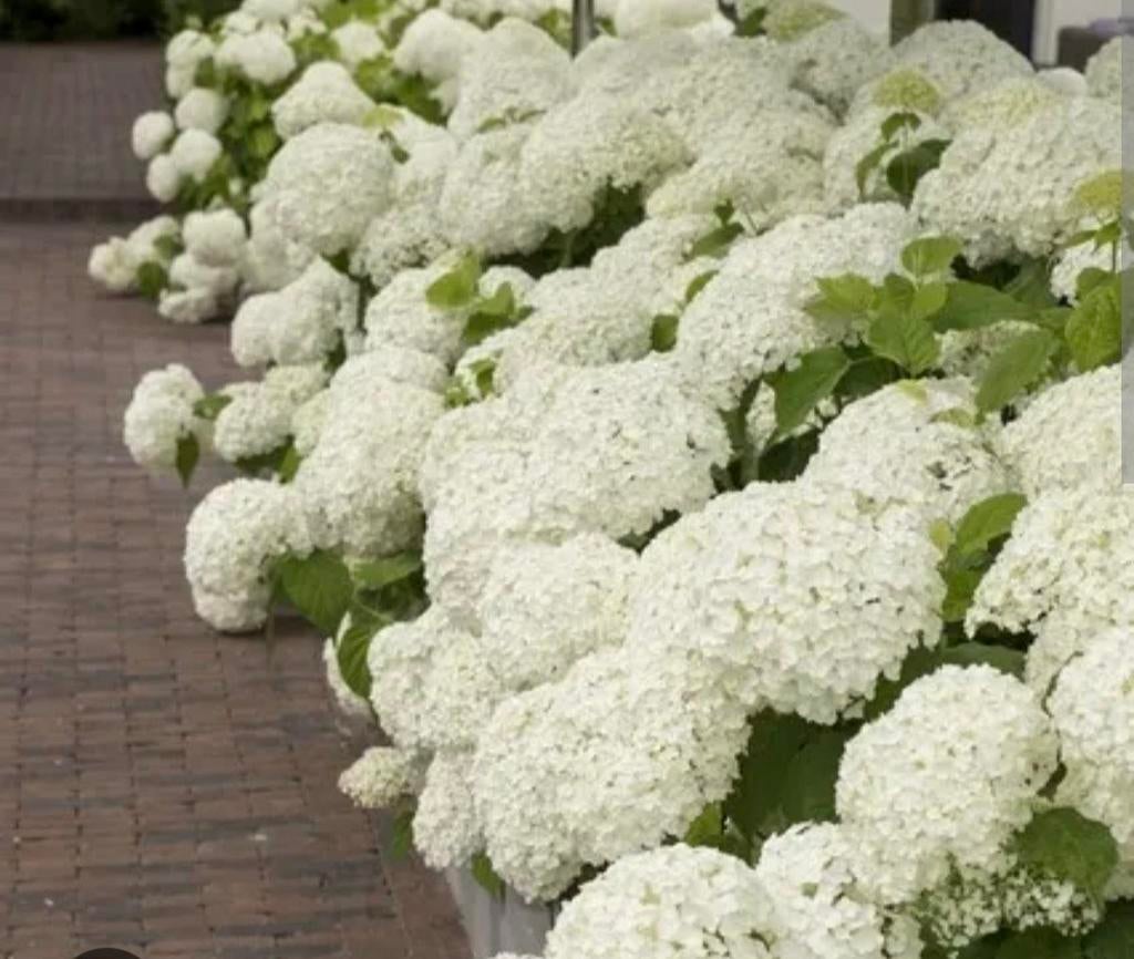 Hortensia Strong Annabelle - Grote Witte Bloembollen, Tuin en Terras, Overige soorten, Vaste plant, Ophalen of Verzenden, Halfschaduw