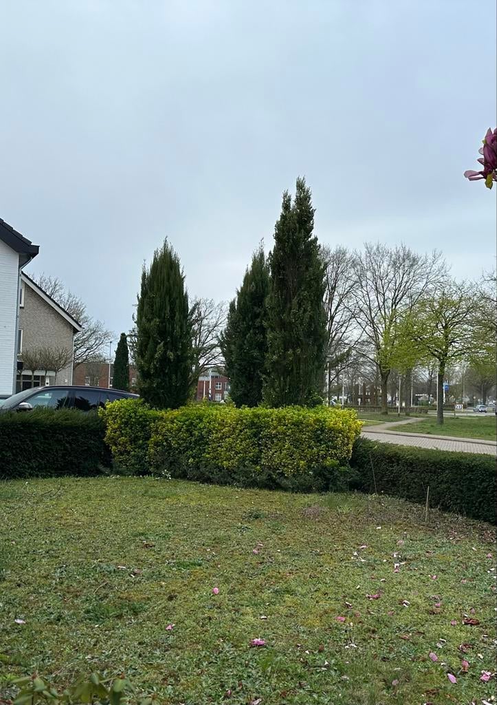 Gratis bomen (zelf uitgraven), Tuin en Terras, Planten | Bomen, Overige soorten, Lente, 400 cm of meer, Ophalen