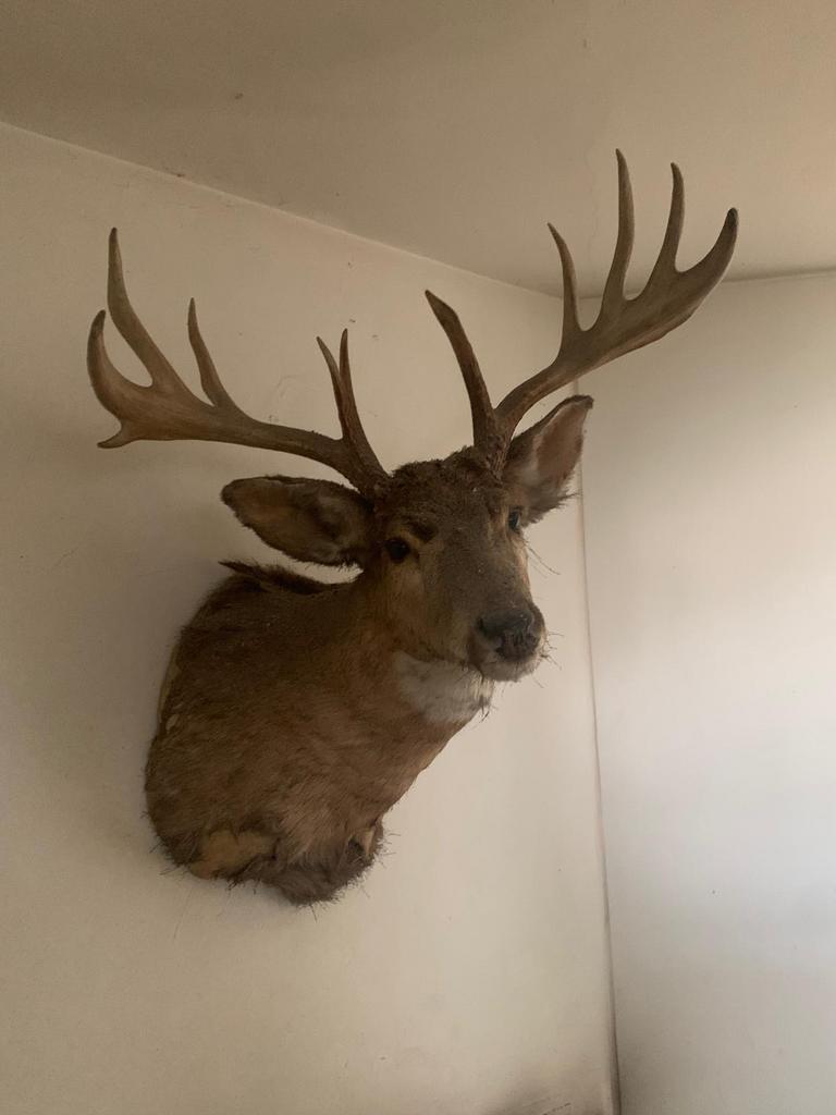 Grote opgezette hertenkop met indrukwekkend gewei, Ophalen of Verzenden, Gebruikt, Hert, Opgezet dier