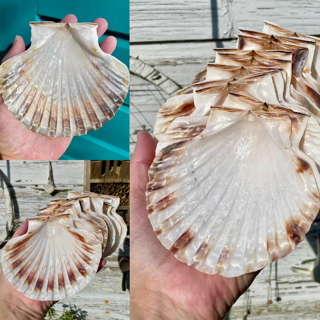 Grote Sint Jacobsschelpen voor Decoupage & Knutselen, Ophalen of Verzenden, Nieuw