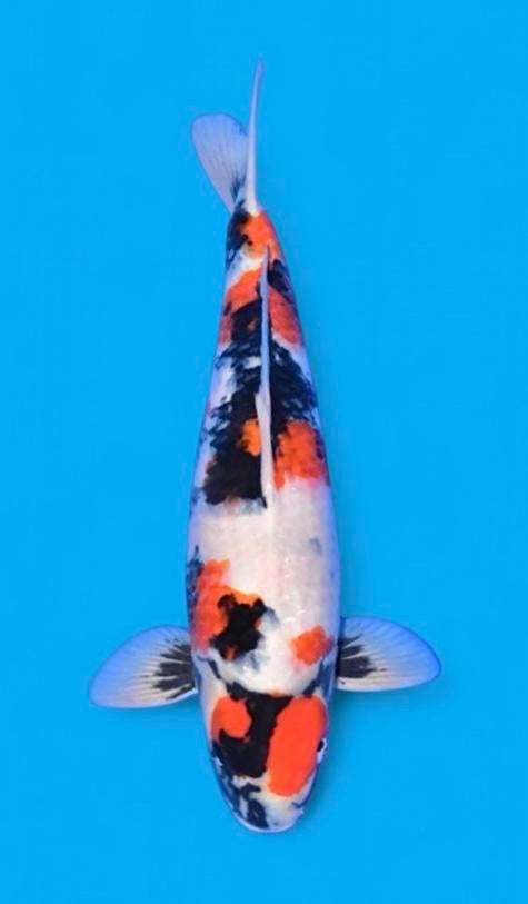Showa grote koi voor elke vijver japanse koi uit japan, Karper of Koi