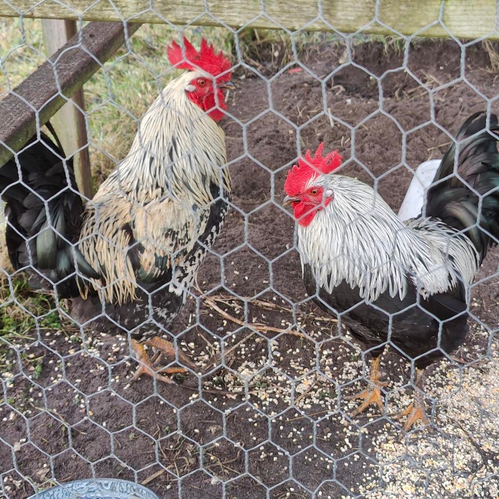 Goed huis gezocht voor mooie hanen (niet voor de slacht), Mannelijk, Kip
