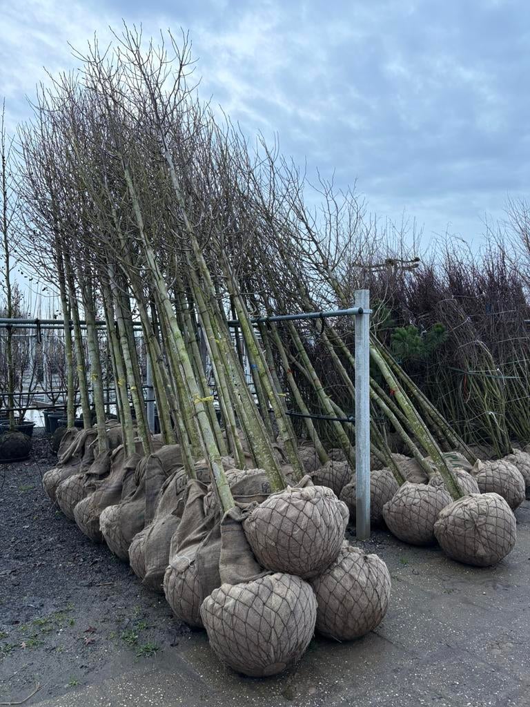 Magnolia Kobus  Beverboom Scherp Geprijsd!!, Tuin en Terras, Planten | Bomen, Ophalen, Lente, Volle zon, Overige soorten