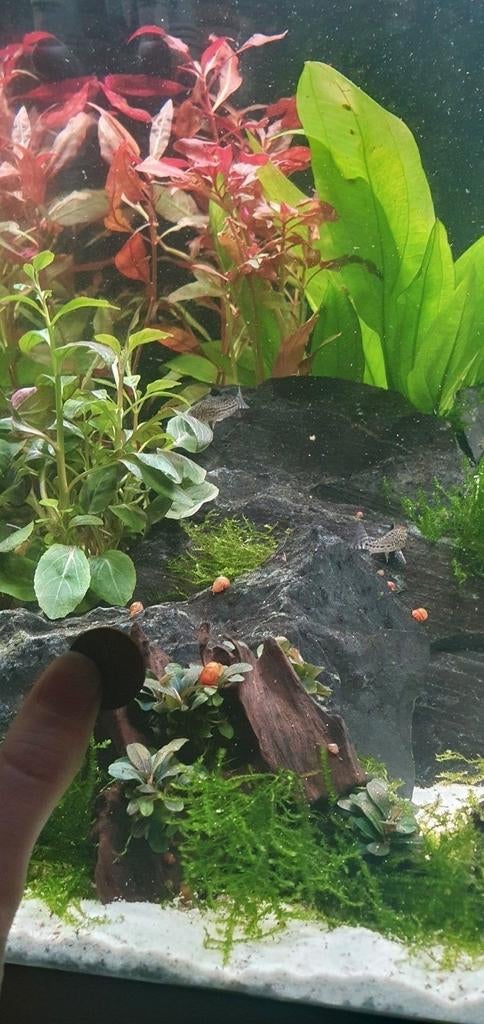 Roze posthoornslak, Slak of Weekdier