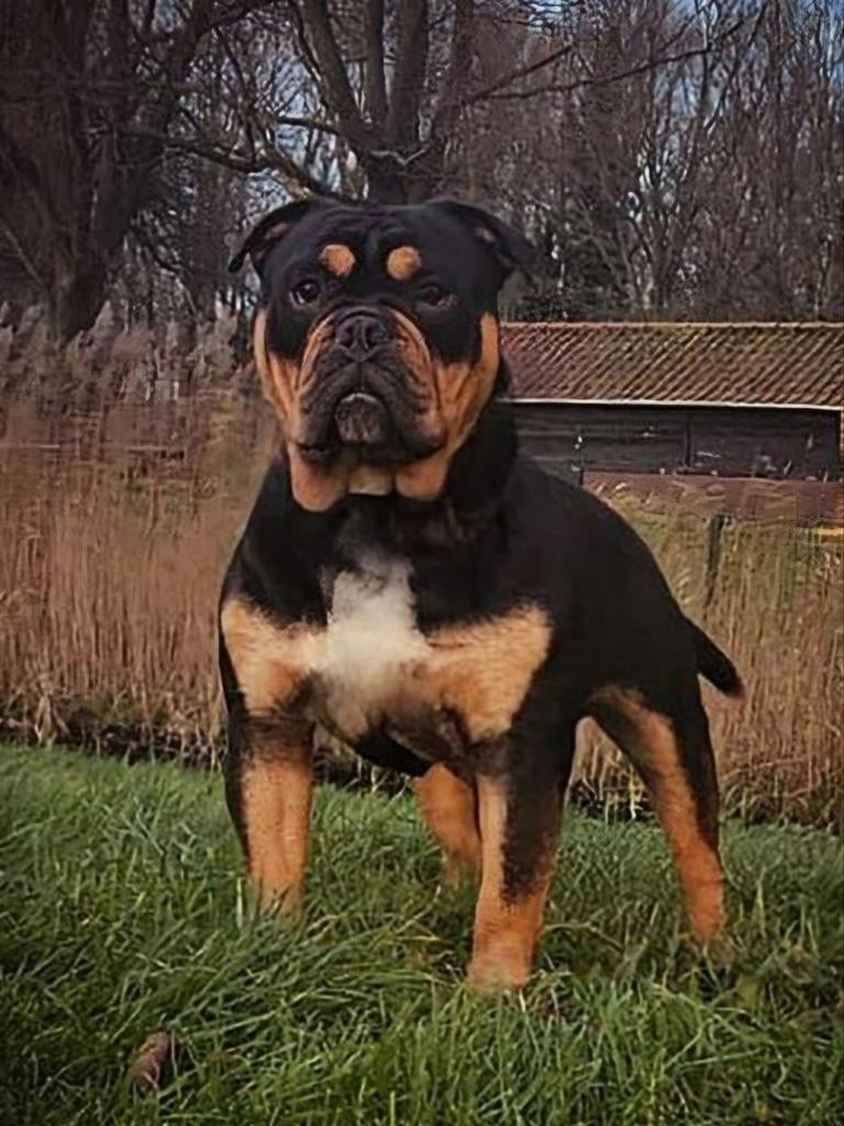 Old english bulldog dekreu, Bulldog, Meerdere, Meerdere dieren, Nederland