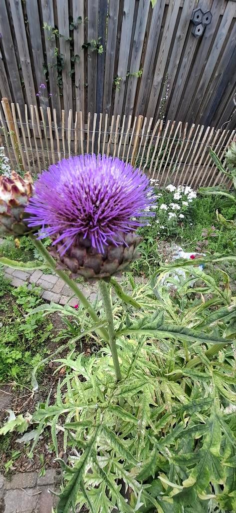 Kardoen, Tuin en Terras, Bloembollen en Zaden, Volle zon, Ophalen of Verzenden