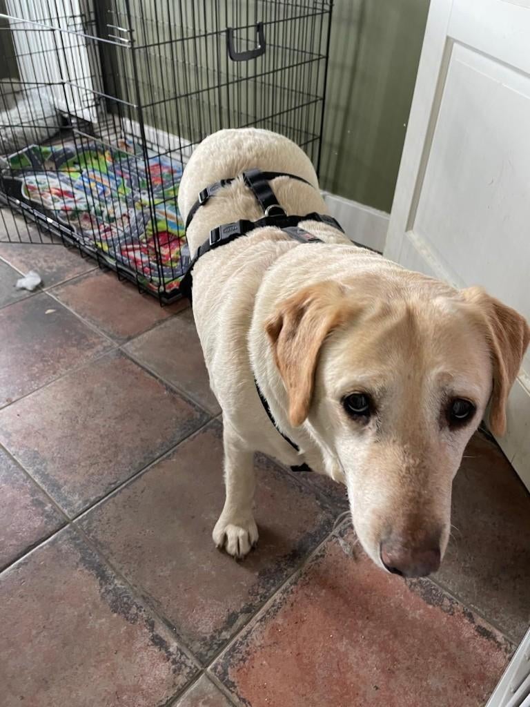 Darina zoekt baasje, Dieren en Toebehoren, 6 jaar of ouder, Particulier, Buitenland, Teef