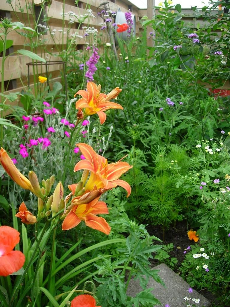 hemerocallis fulva kwanso, Tuin en Terras, Planten | Tuinplanten, Vaste plant, Overige soorten, Volle zon, Ophalen
