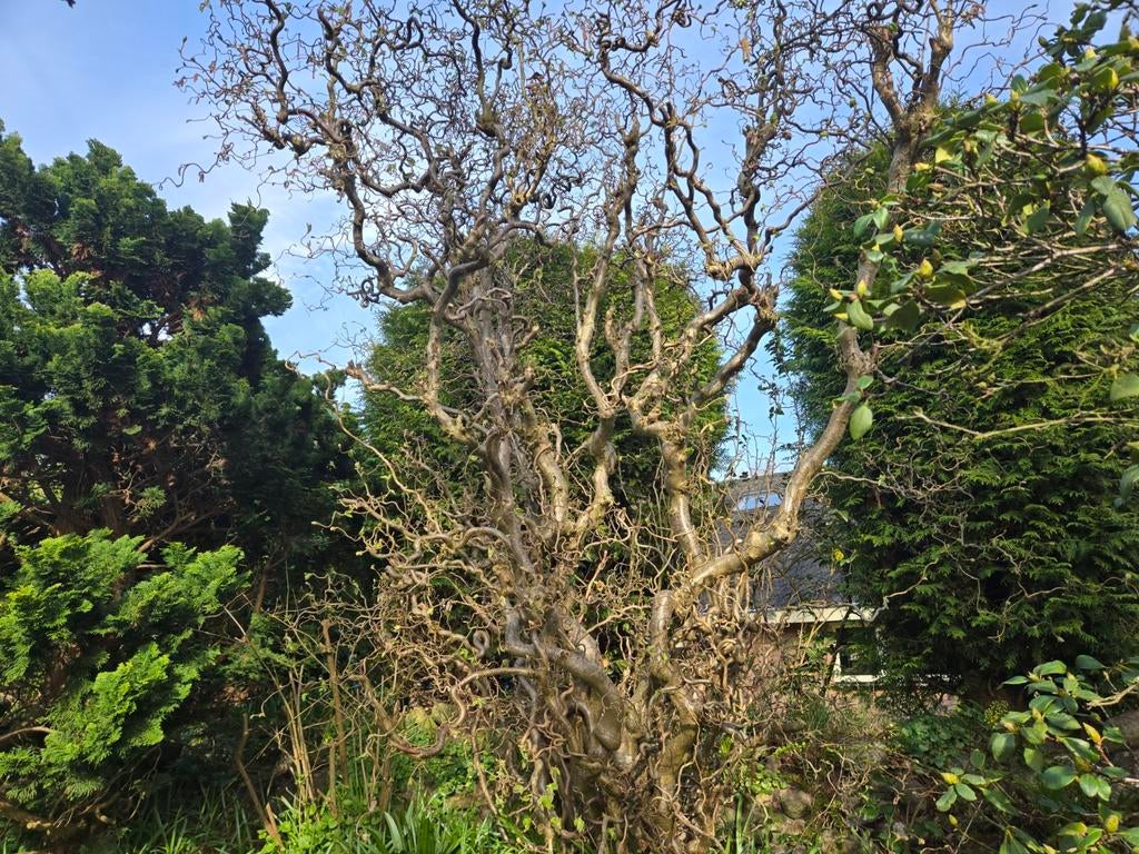 kronkelhazelaar, Ophalen, Halfschaduw, Overige soorten, Lente