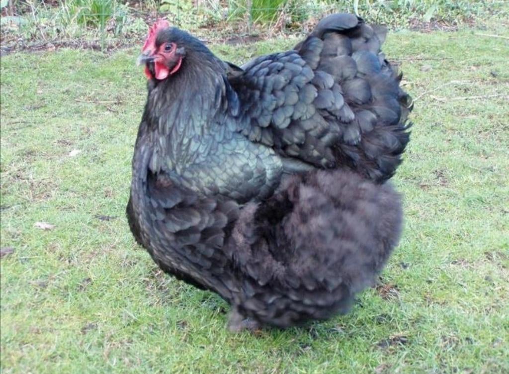 Broedeieren Orpington groot, Dieren en Toebehoren, Pluimvee, Geslacht onbekend, Kip