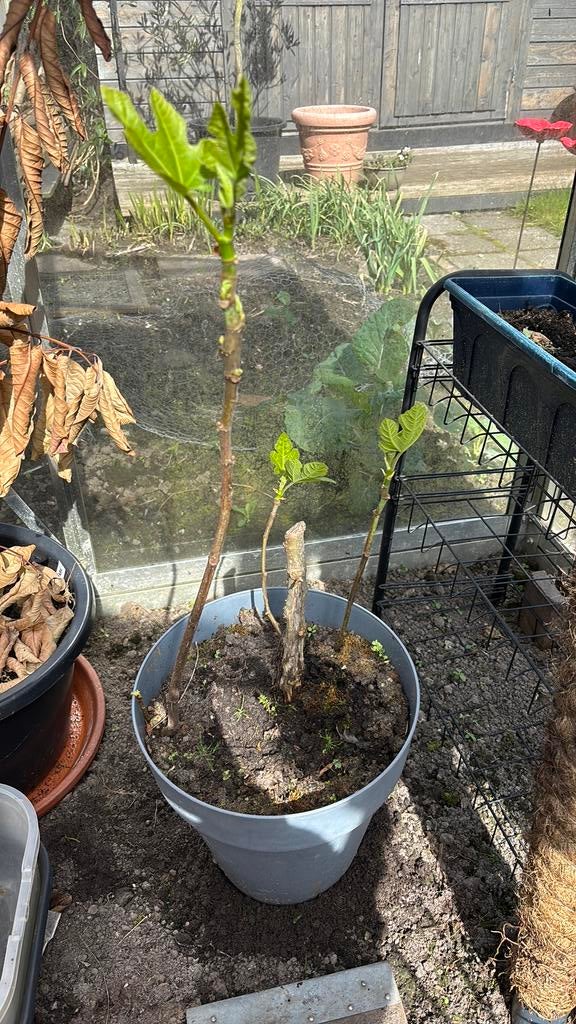 Vijgen boompje in ruime pot, Bloeit niet, Overige soorten, Minder dan 100 cm, Ophalen