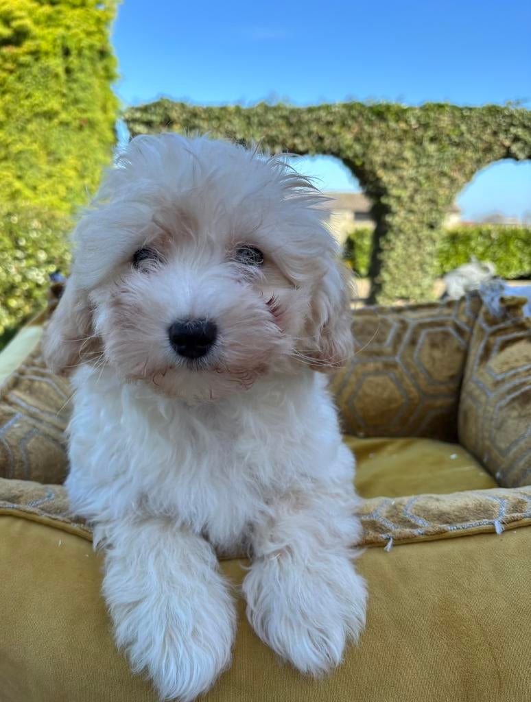 Maltipoo pups, Dieren en Toebehoren, Nederland, Overige rassen, 8 tot 15 weken, Meerdere