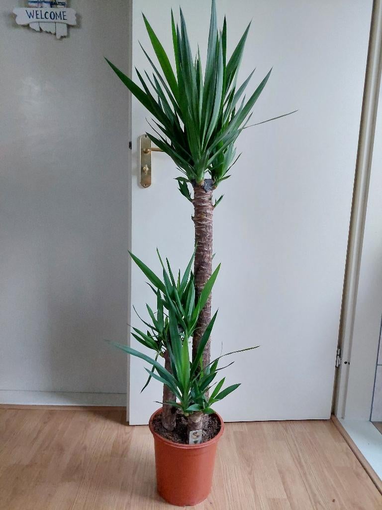 Yucca Elephantipes 3-stam - Palmlelie/Olifantspoot H: 138 cm, Ophalen, 100 tot 150 cm, Halfschaduw, Yucca