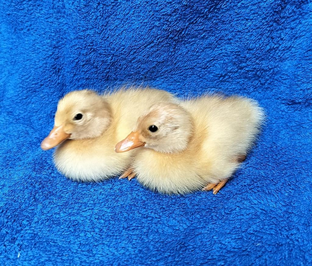 Lieve eendenkuikens / witte Indische loopeenden / pulletjes, Geslacht onbekend, Eend