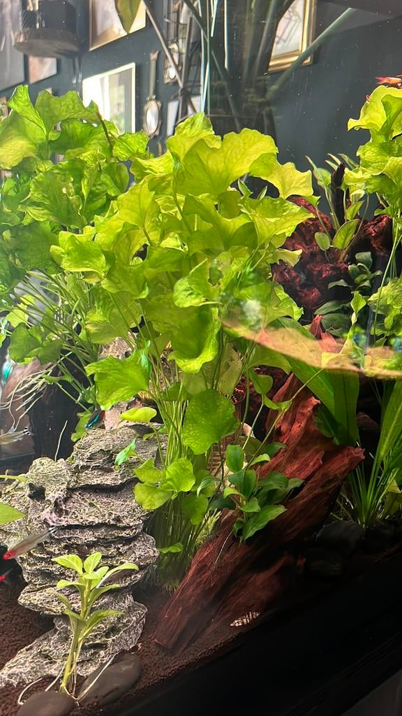 Nymphoides "Taiwan" aquarium plant, Ophalen, Nieuw, Plant(en), Steen of Hout