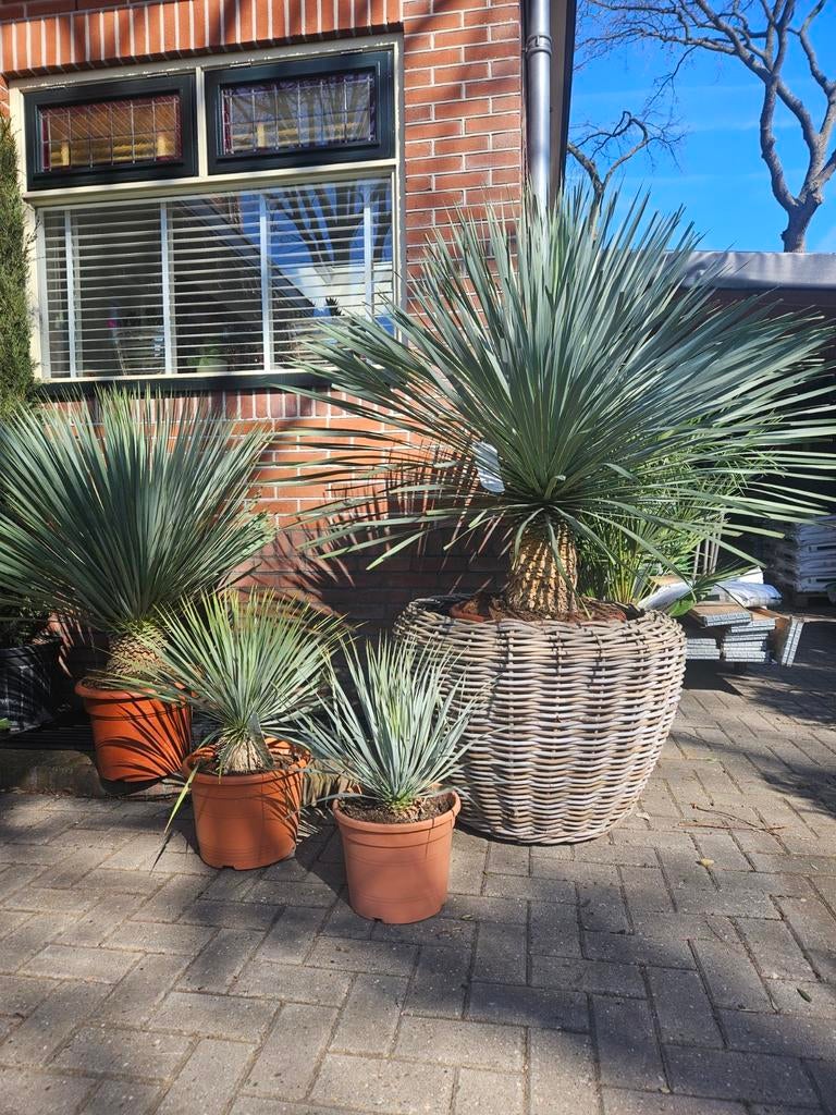 Yucca Rostrata winterhard - diverse maten vanaf 39 euro