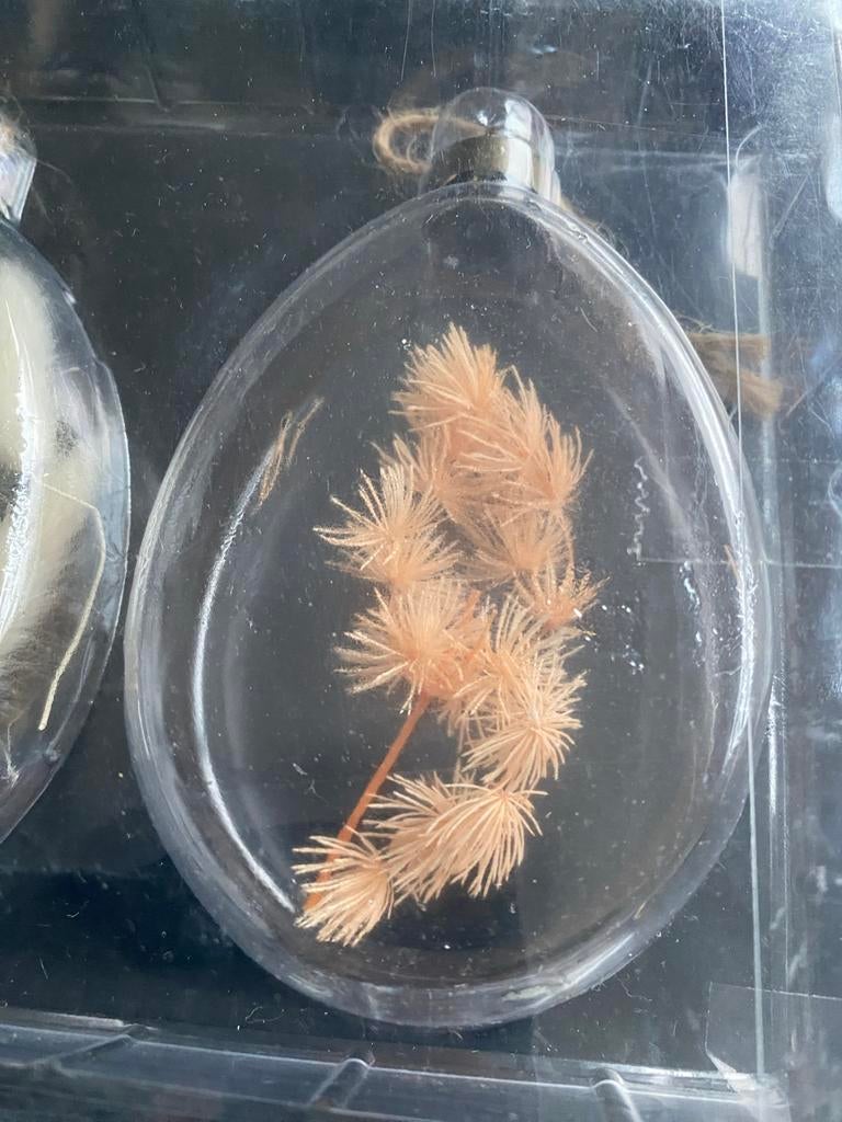 Glazen hangers met gedroogde bloemen droogbloemen, Meerkleurig, Overige stijlen, Nieuw, Ophalen of Verzenden