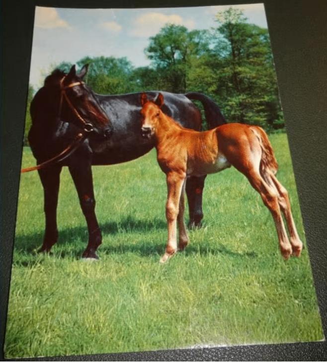 Paard -  Pracht Stel - Veulen, Verzamelen, Verzenden, 1980 tot heden, Gelopen, Paard