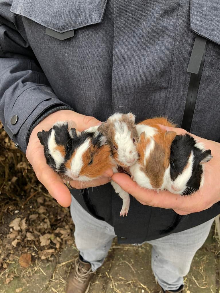 Jonge cavia’s. Beertjes. 2 voor 5,-.!!, Cavia, Februari, Mannelijk, Tam