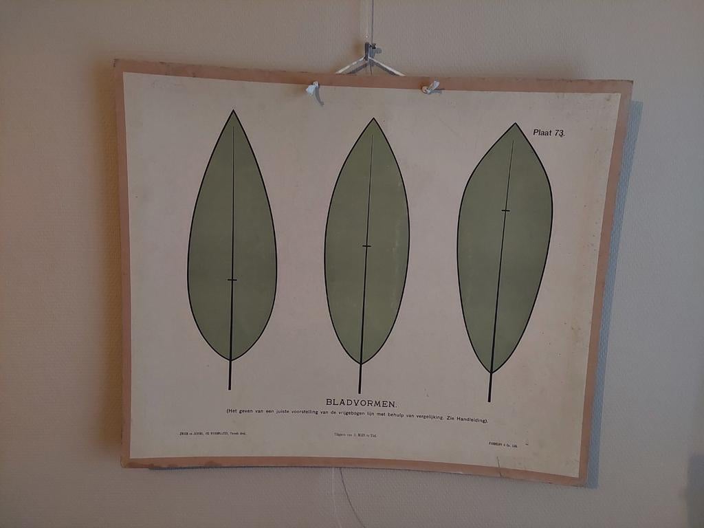 Prachtig en oud vintage schoolplaat, Ophalen, Natuur en Biologie