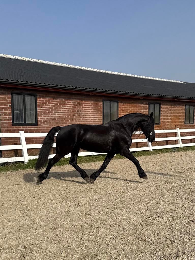 Prachtige 8 jarige Friese merrie, Merrie, Met stamboom, Zadelmak, 7 tot 10 jaar