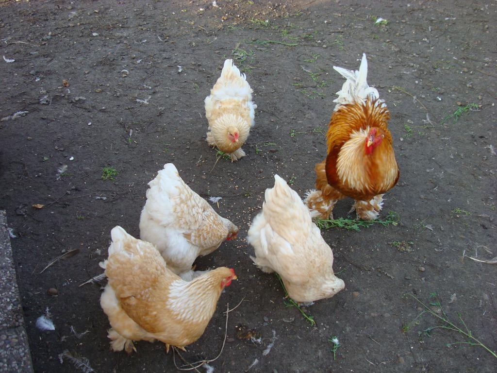 brahma broedeieren, Dieren en Toebehoren, Pluimvee, Geslacht onbekend, Kip