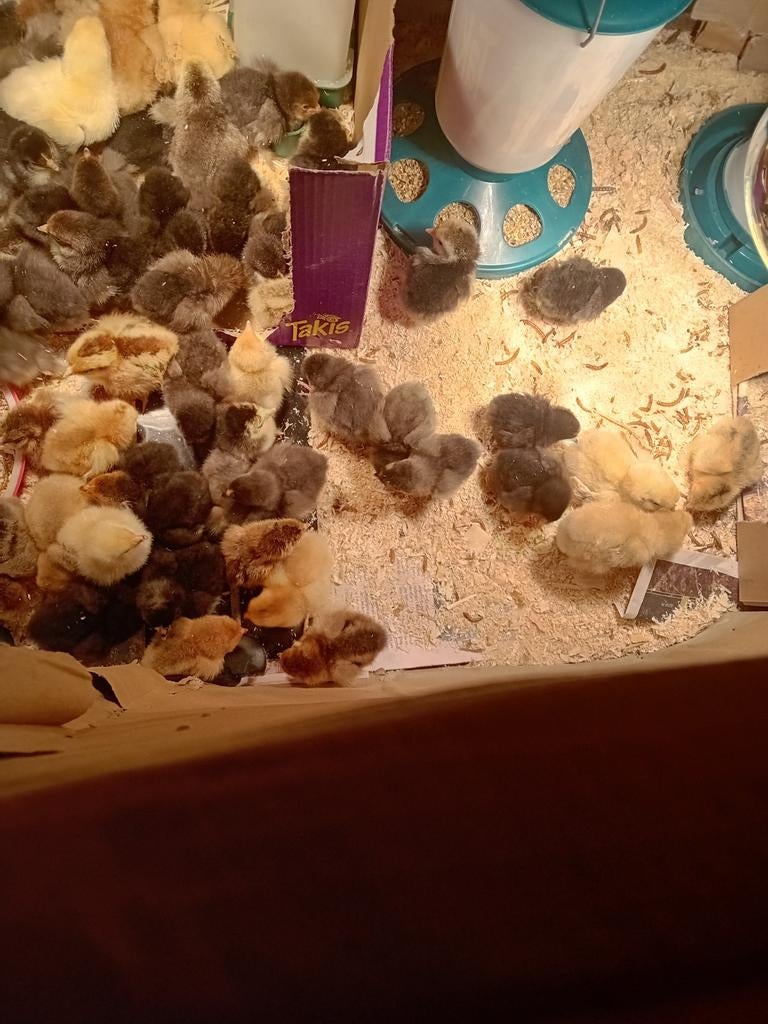 Wyandotte( kriel) kuikens krulveer!!, Geslacht onbekend, Kip