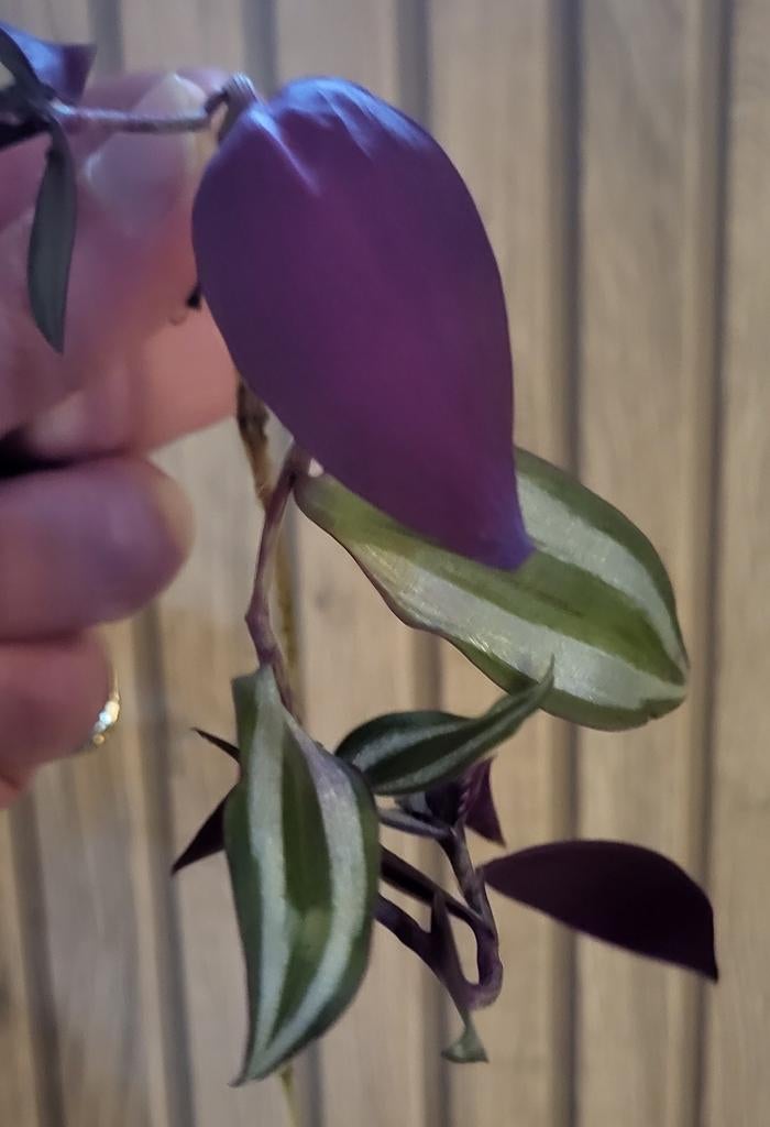 Tradescantia stekje, Huis en Inrichting, Kamerplanten, Minder dan 100 cm, Halfschaduw, Ophalen