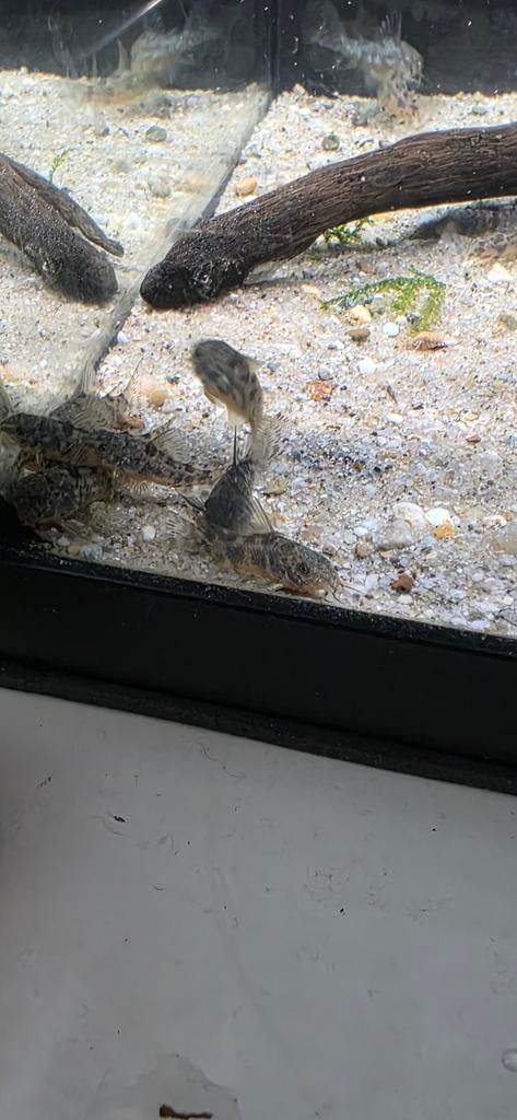 Corydora paleatus, Dieren en Toebehoren, Vis, Zoetwatervis, Schoolvis