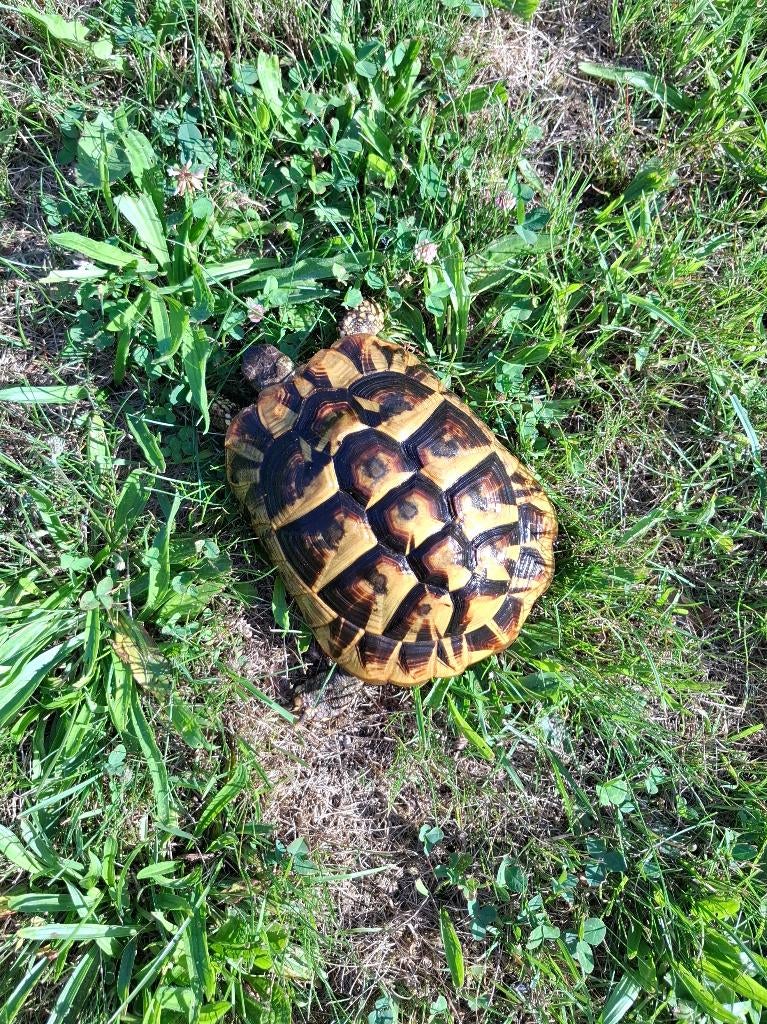 Griekse landschildpad Tortoise - unknown for sale from Eva