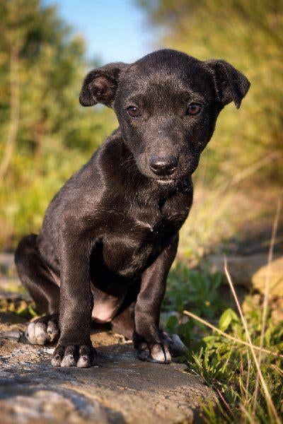 ACE: Anna, wie geeft haar nu een echte thuis?, Dieren en Toebehoren, Particulier, 8 tot 15 weken, Buitenland, Teef