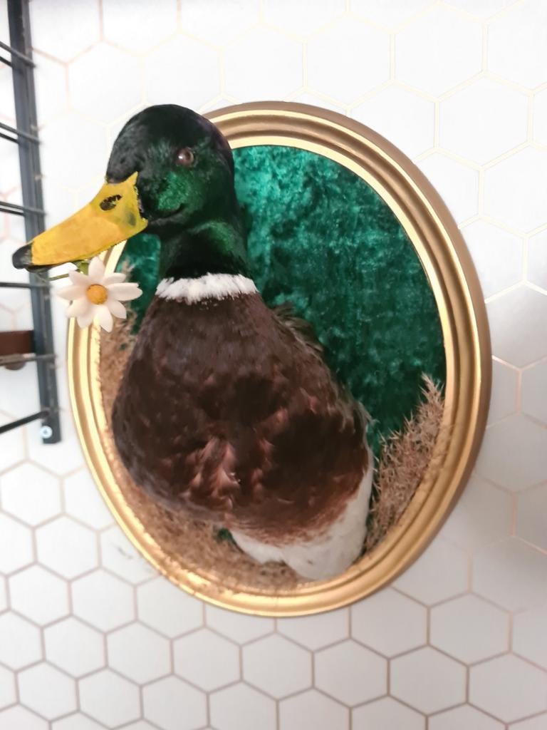 Opgezette wilde eend, woerd, vogel taxidermy, Ophalen of Verzenden, Nieuw, Overige materialen