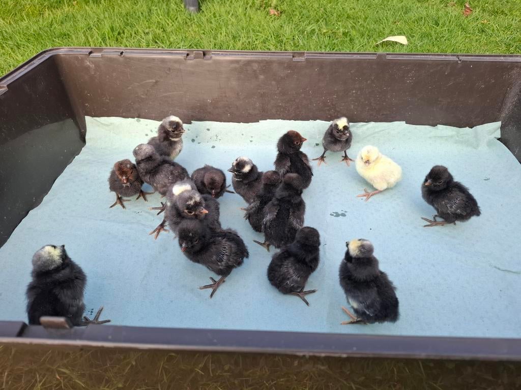 Kuikens padua kuifhoen baardkuifhoender 19-3 uit ei gekomen, Dieren en Toebehoren, Meerdere dieren, Kip