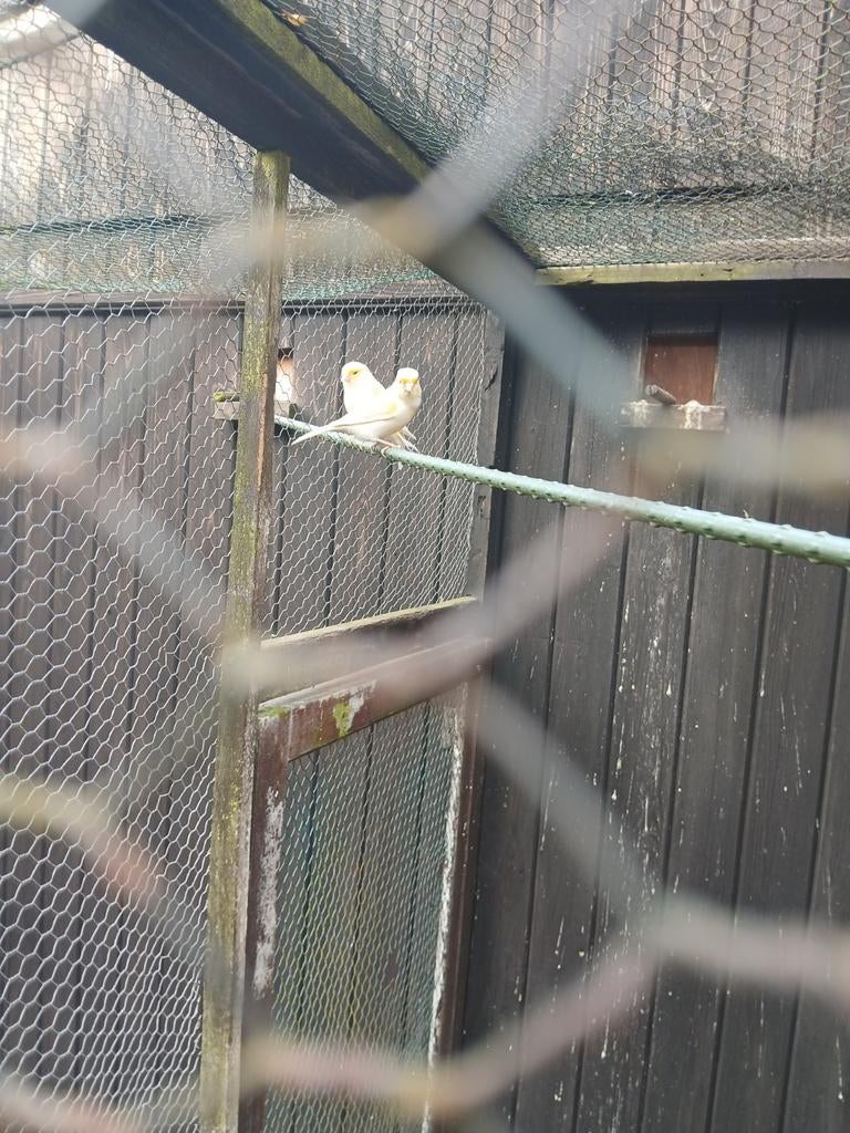 Tk geel mozaïek kanarie man van 2025 20 euro, Dieren en Toebehoren, Vogels | Kanaries, Mannelijk, Kleurkanarie