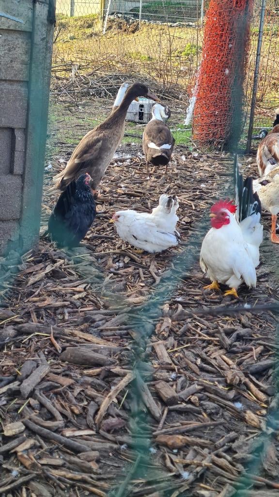 Chabo krielen, Dieren en Toebehoren, Meerdere dieren, Kip