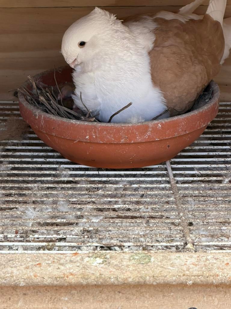 Oud Hollandsche meeuwen sierduiven duif, Meerdere dieren, Overige soorten
