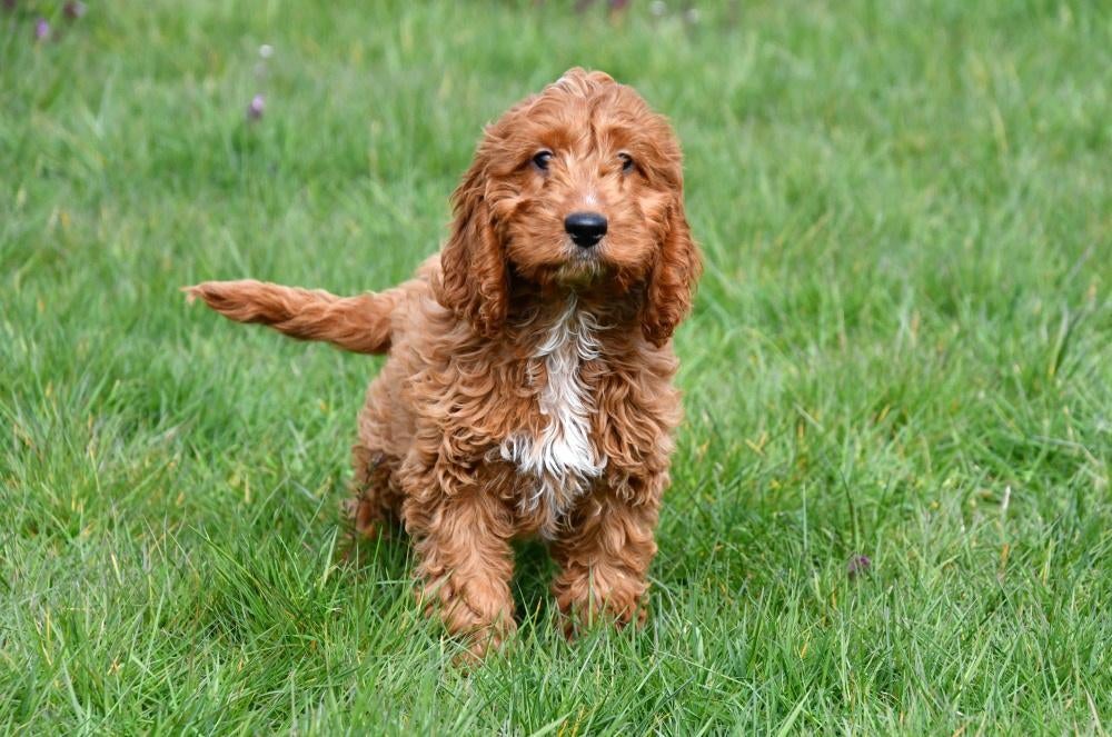 Cockapoo pups te koop, 15 weken tot 1 jaar, Buitenland, Parvo, Meerdere