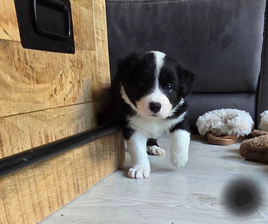 5 prachtige border collie pups, 8 tot 15 weken, Parvo, Meerdere, Meerdere dieren